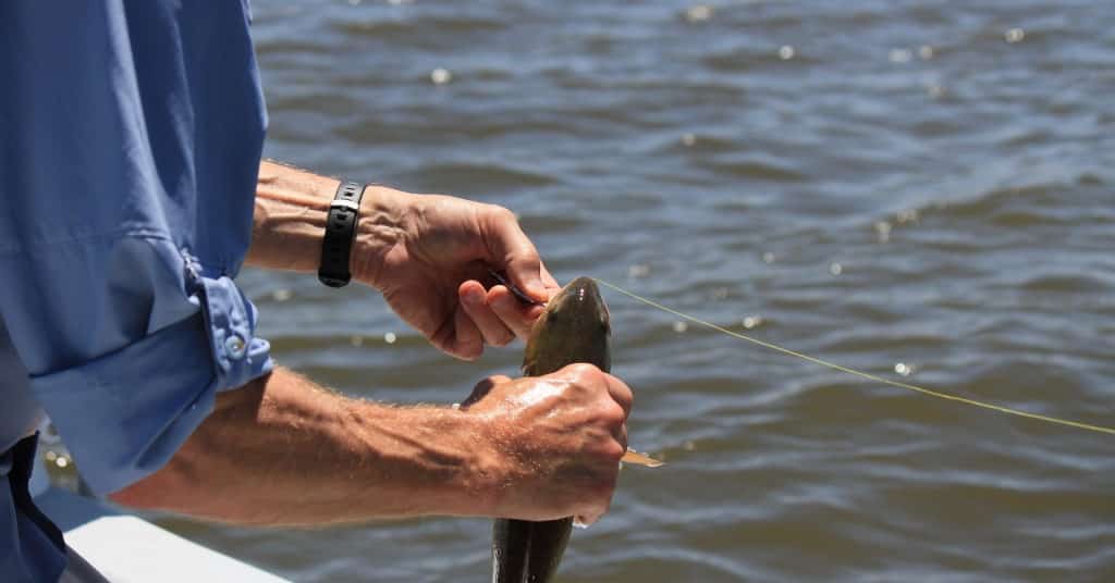 Retrieving and Handling the Fish